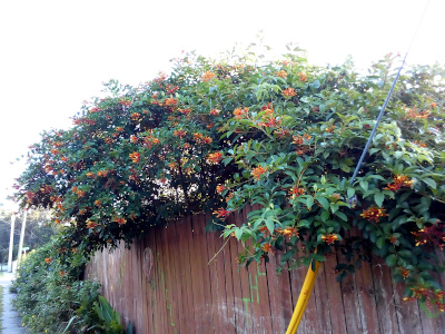 [The blooms are on trees which have grown above and are behind the top of a six foot wooden panel fence. There are likely two trees in this image given the shape of the top of the trees. The orange blooms are clumps in the middle of the greenery. ]